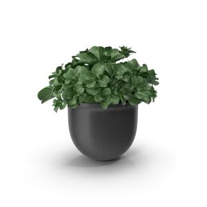 أصيص نباتات عصري